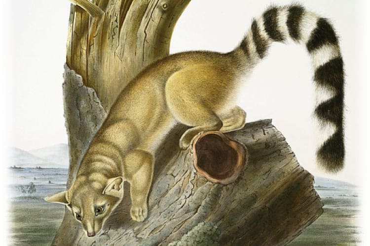Drawing of a ringtail cat with a black and white striped tail and a tan body perched on a dead tree trunk